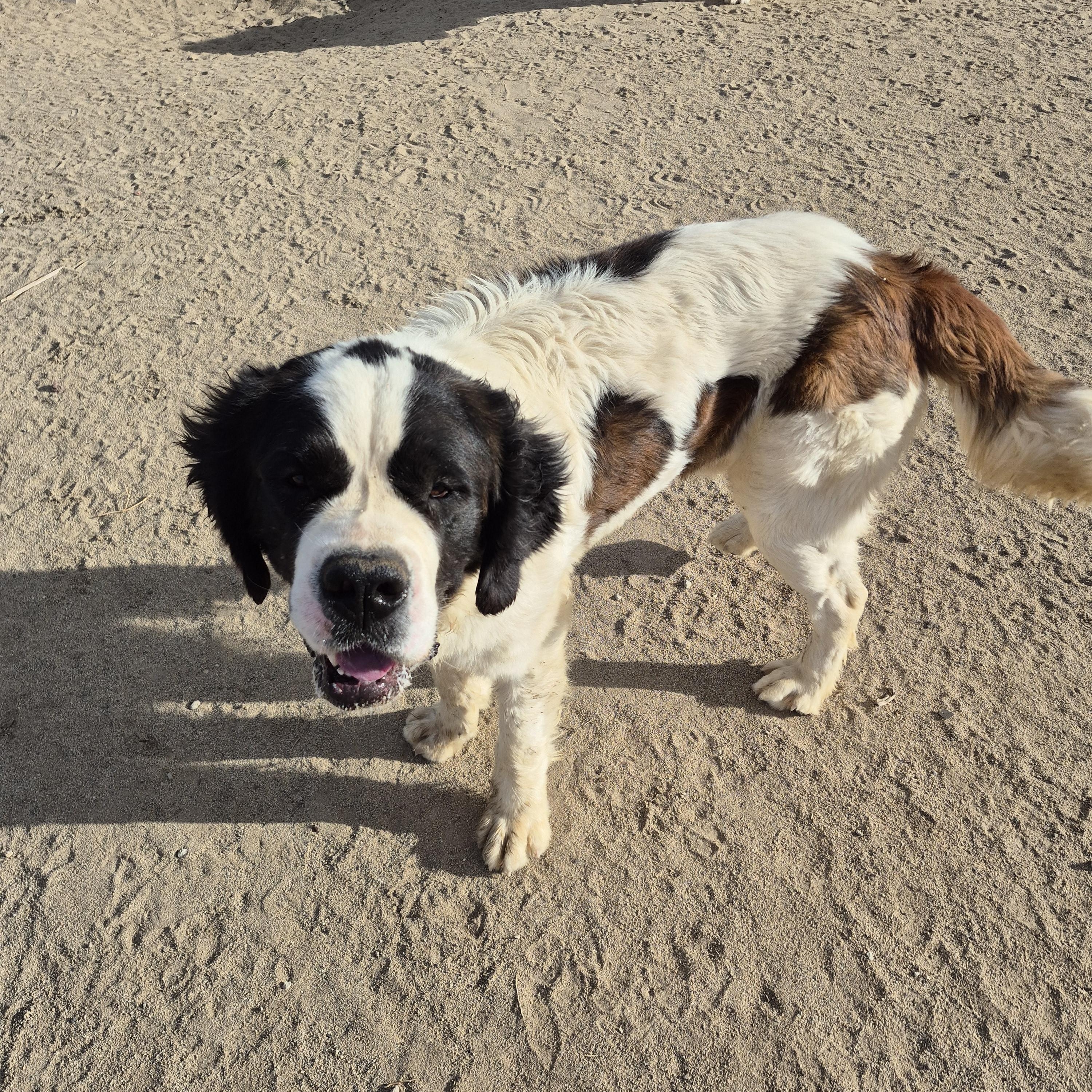 NORMAN, a Adoptable Saint Bernard in Sparks, NV image 2/4