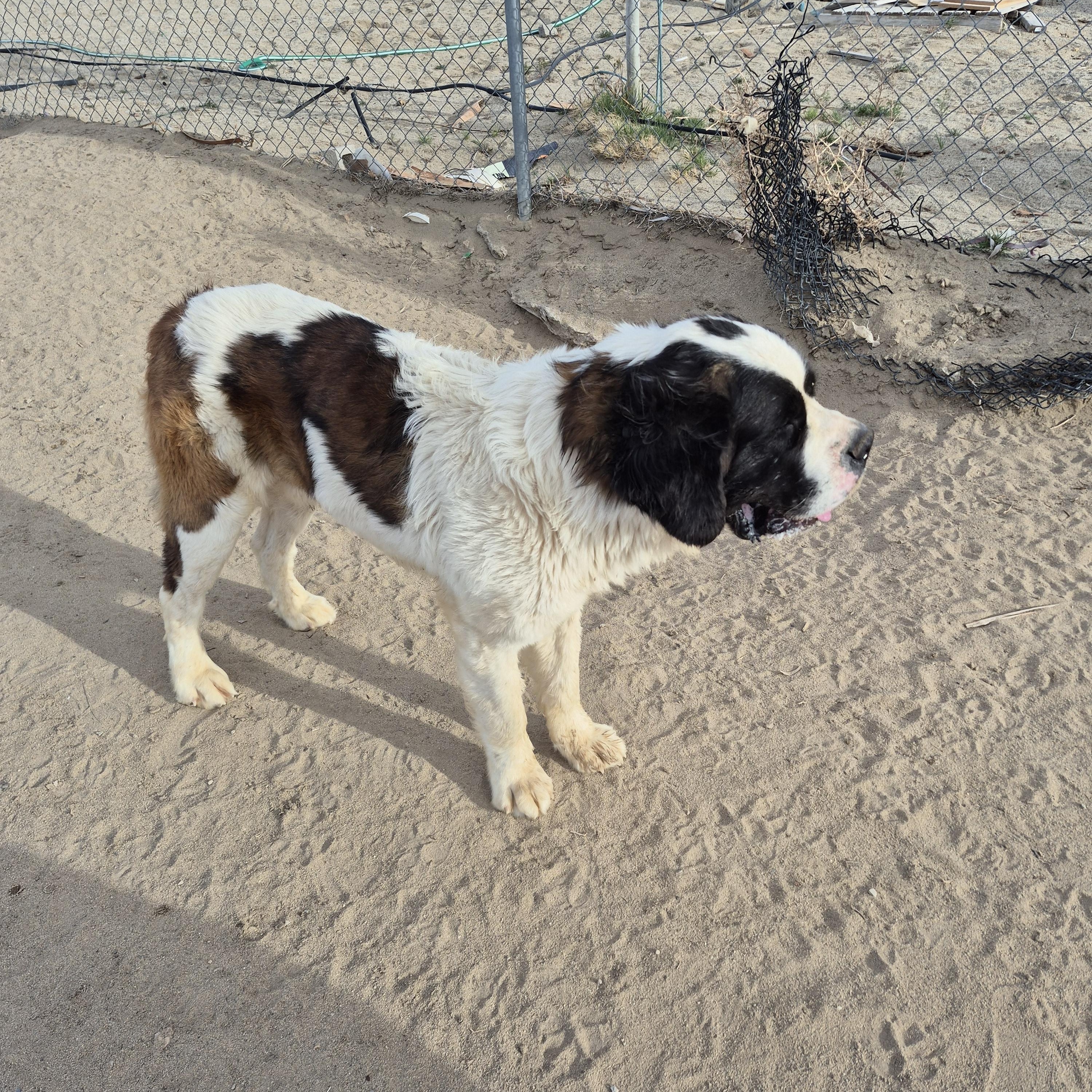 NORMAN, a Adoptable Saint Bernard in Sparks, NV image 3/4