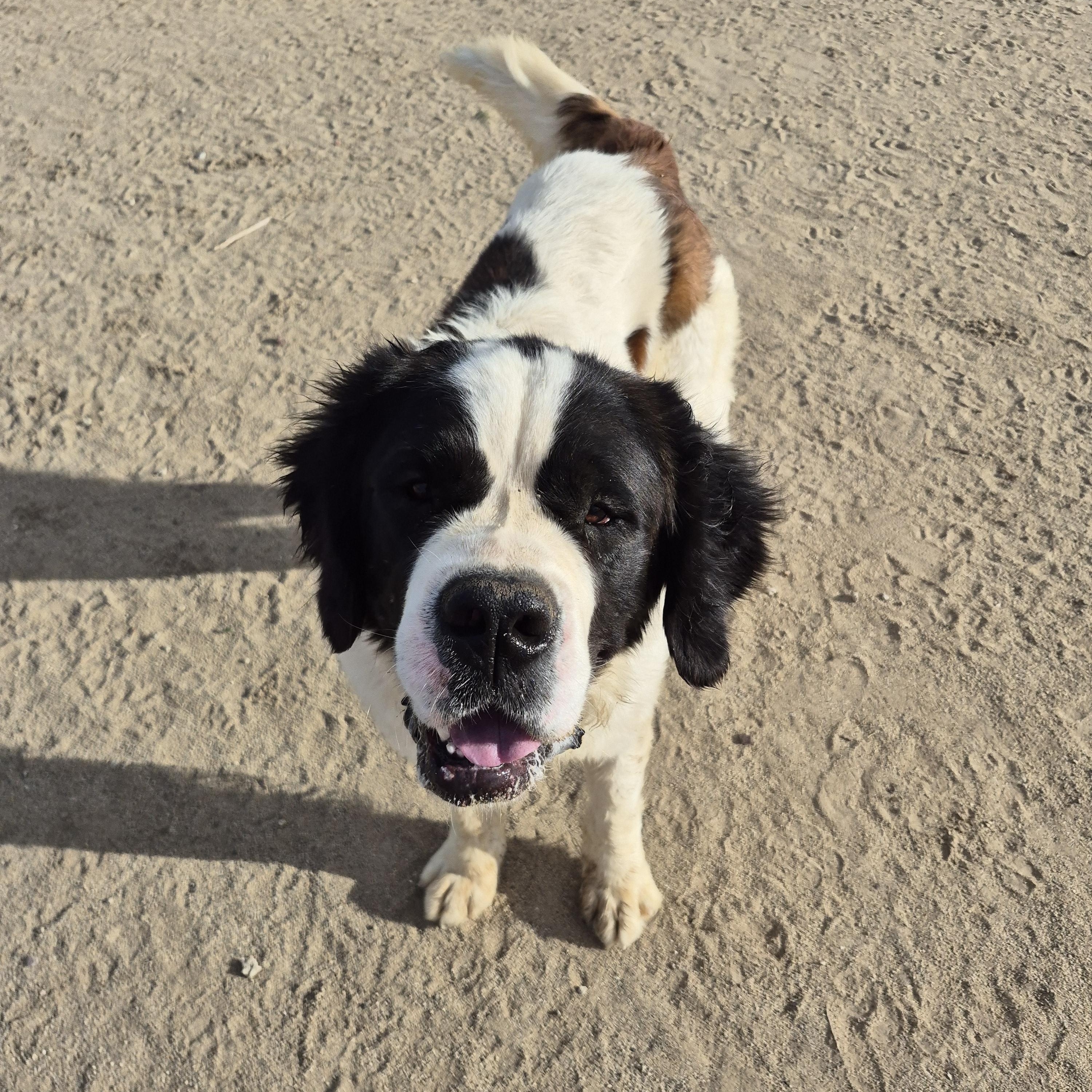 NORMAN, a Adoptable Saint Bernard in Sparks, NV image 4/4