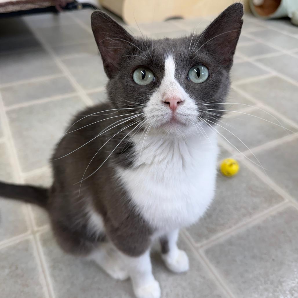 Coral, Adoptable, Adult Female Domestic Short Hair.