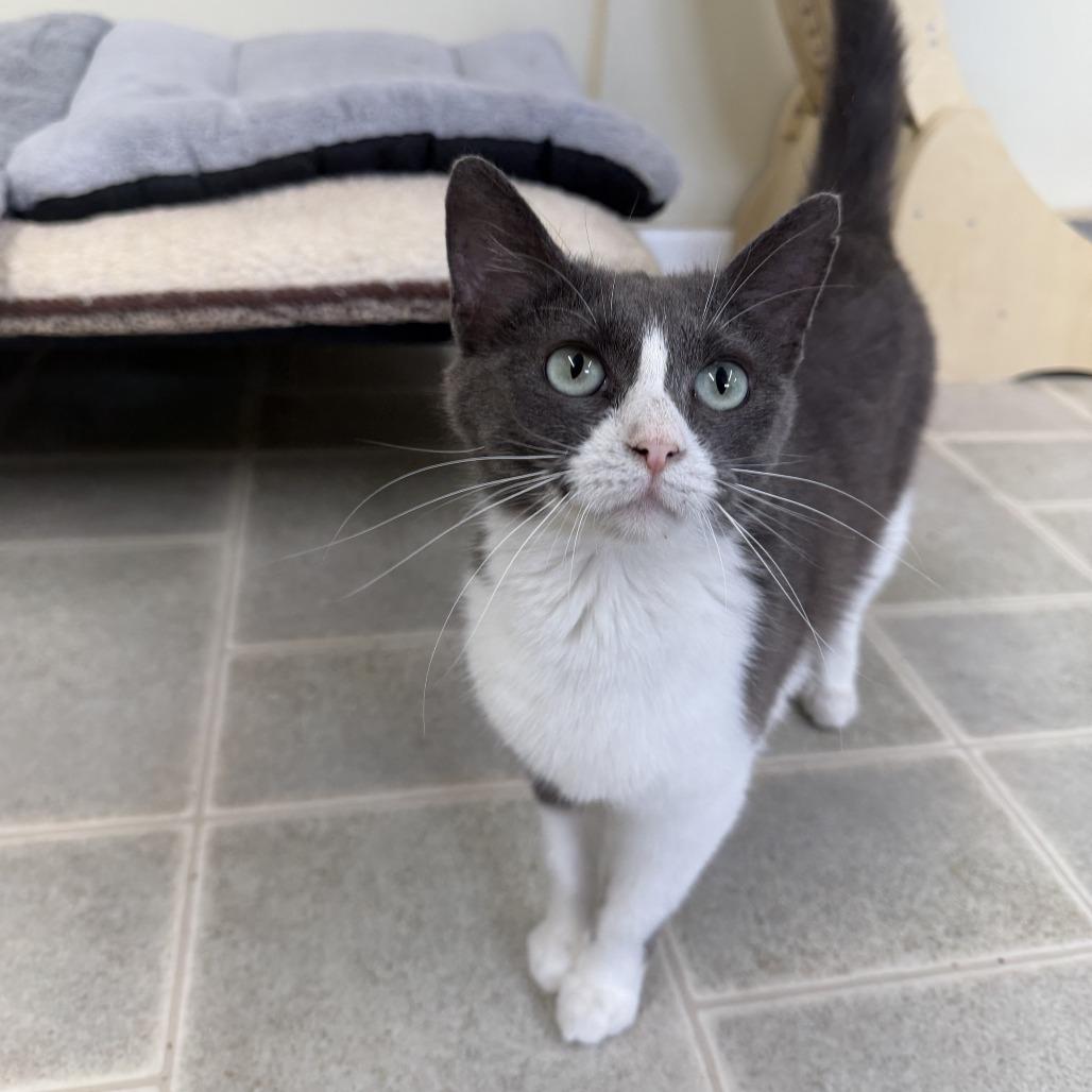 Enlarge Coral, a Adoptable Domestic Short Hair in Pontiac, IL image 2/6