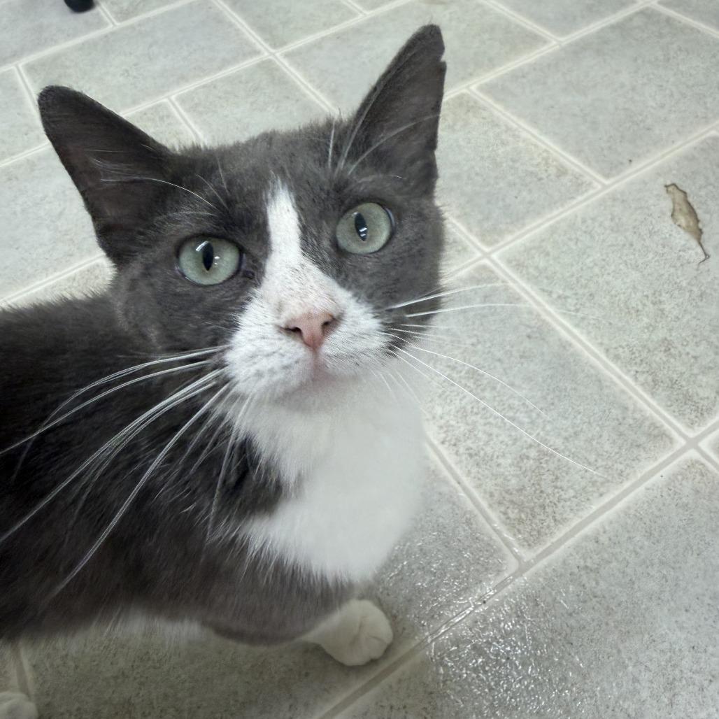 Enlarge Coral, a Adoptable Domestic Short Hair in Pontiac, IL image 3/6