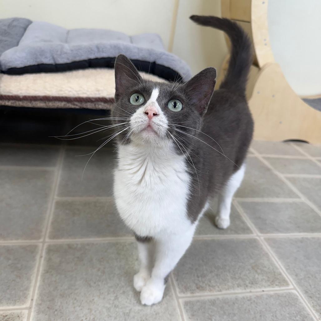 Enlarge Coral, a Adoptable Domestic Short Hair in Pontiac, IL image 4/6