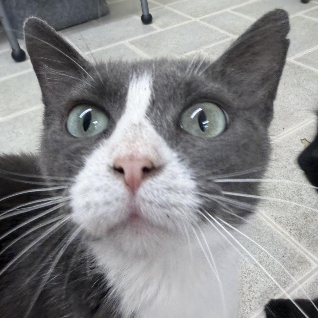Enlarge Coral, a Adoptable Domestic Short Hair in Pontiac, IL image 5/6