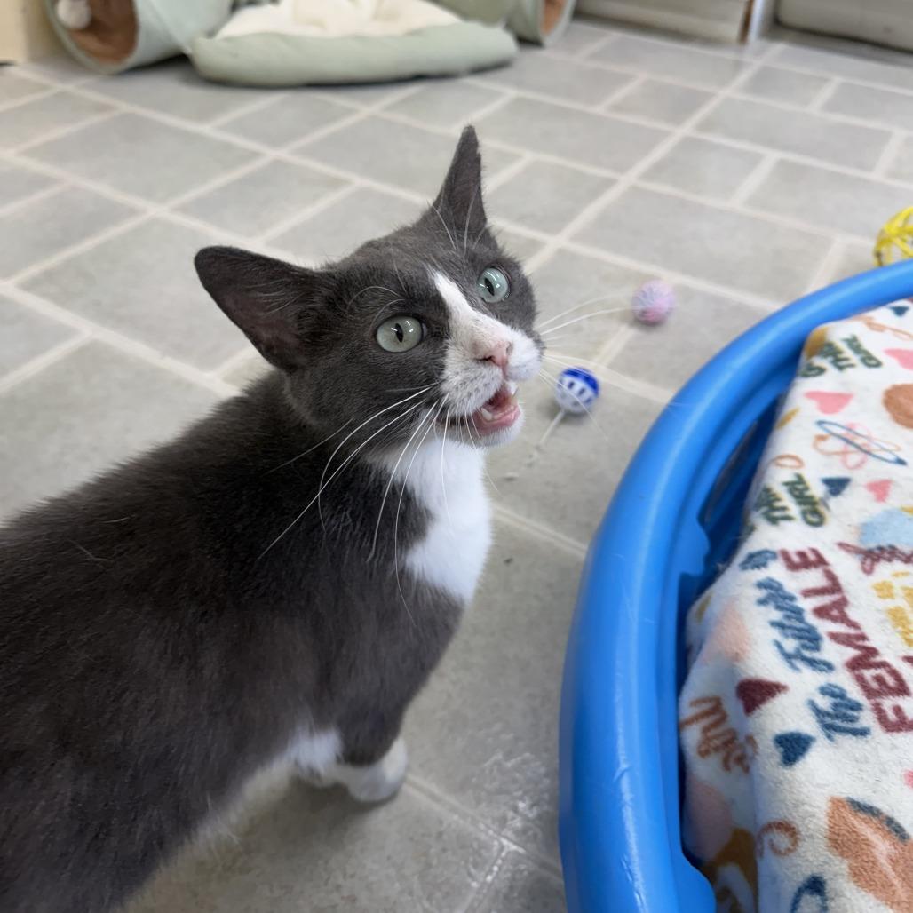 Enlarge Coral, a Adoptable Domestic Short Hair in Pontiac, IL image 6/6