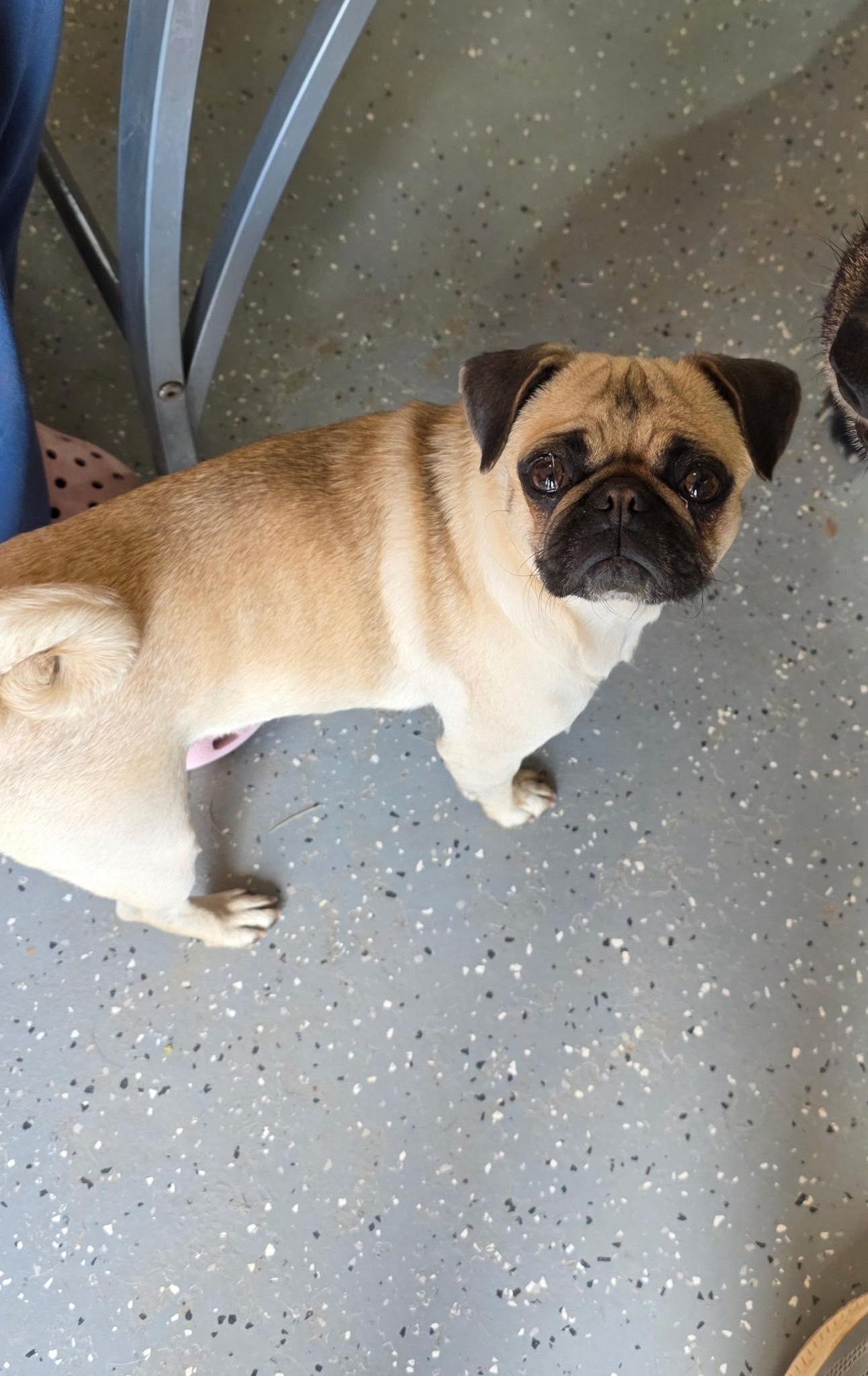 Enlarge Baylee, a ADOPTABLE Pug in Uxbridge, MA image 1/1