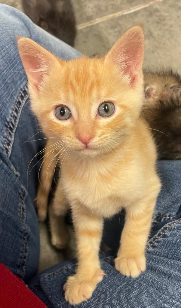 Pittsburgh, Adoptable, Young Male Domestic Short Hair.