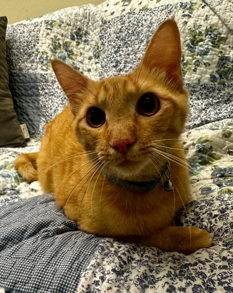 Pittsburgh, a Adoptable mixed breed in Neosho, MO image 3/6