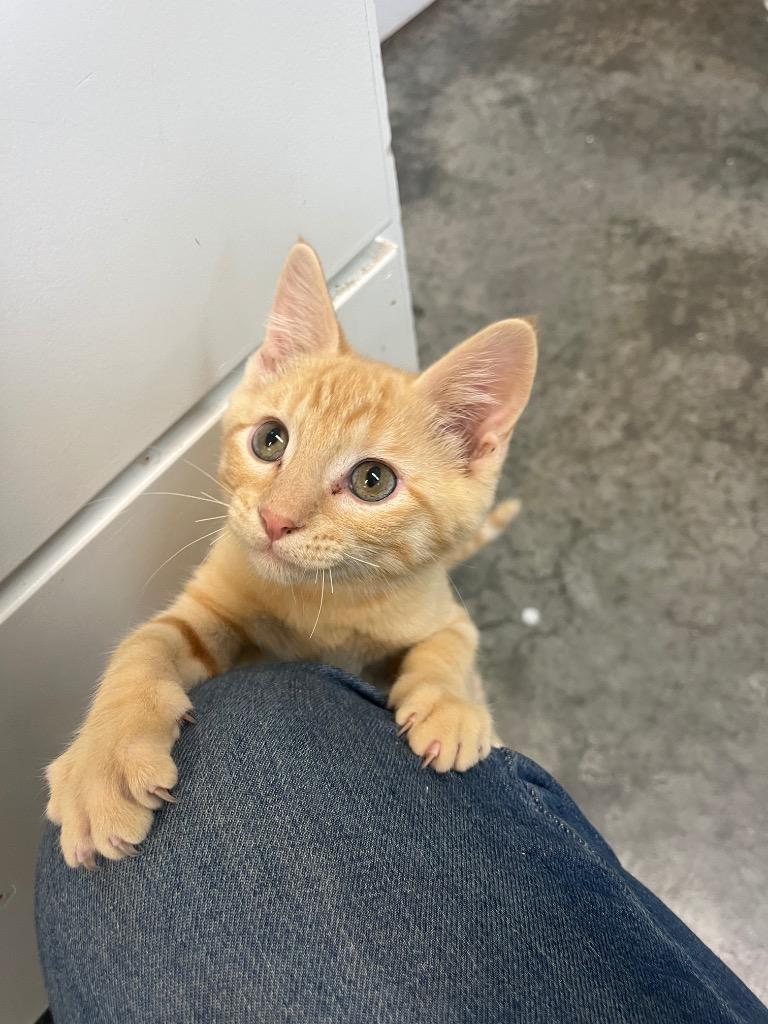 Pittsburgh, a Adoptable mixed breed in Neosho, MO image 4/6