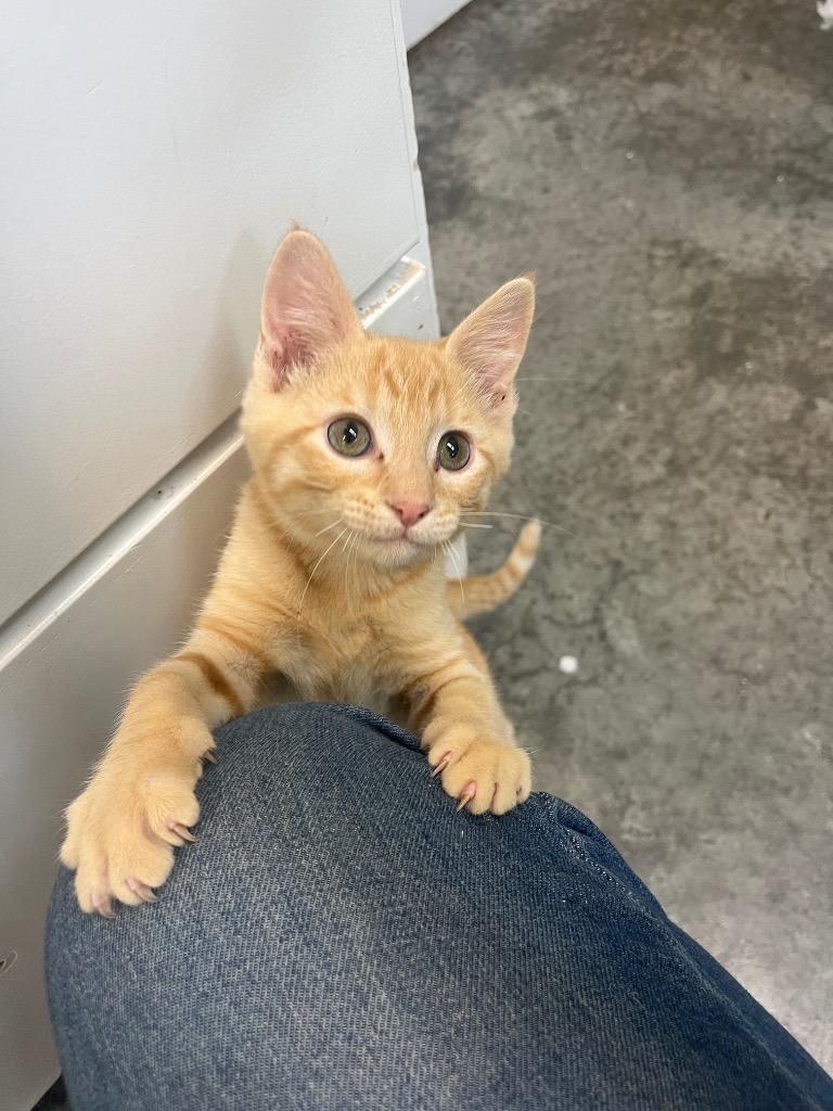 Pittsburgh, a Adoptable mixed breed in Neosho, MO image 6/6