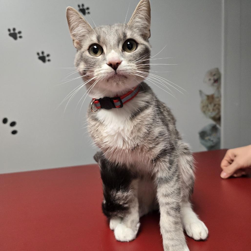 Enlarge Clem, an adopted Domestic Short Hair in Circleville, OH image 1/1