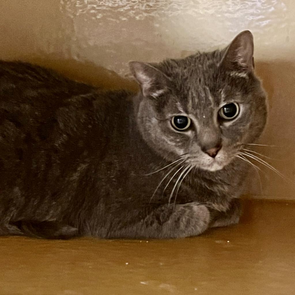 Charlie, Adoptable, Adult Male Domestic Short Hair.