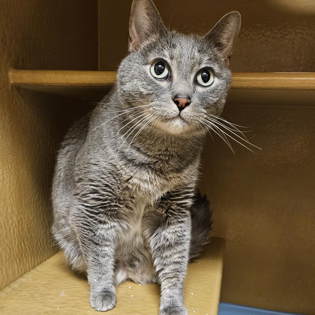 Charlie, a Adoptable Domestic Short Hair in Las Vegas, NV image 5/6