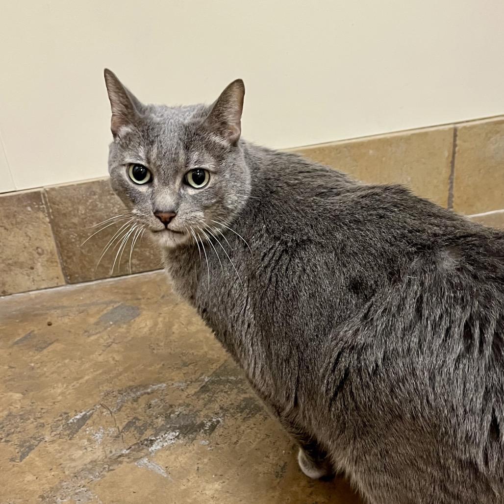 Enlarge Charlie, a Adoptable Domestic Short Hair in Las Vegas, NV image 6/6