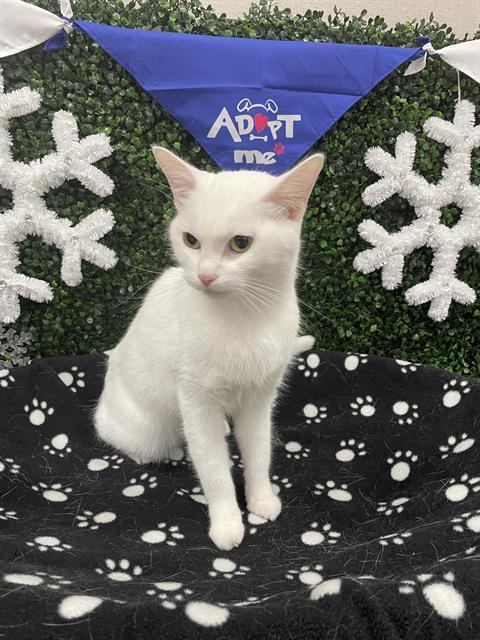 PEARL, Adoptable, Adult Female Domestic Short Hair.