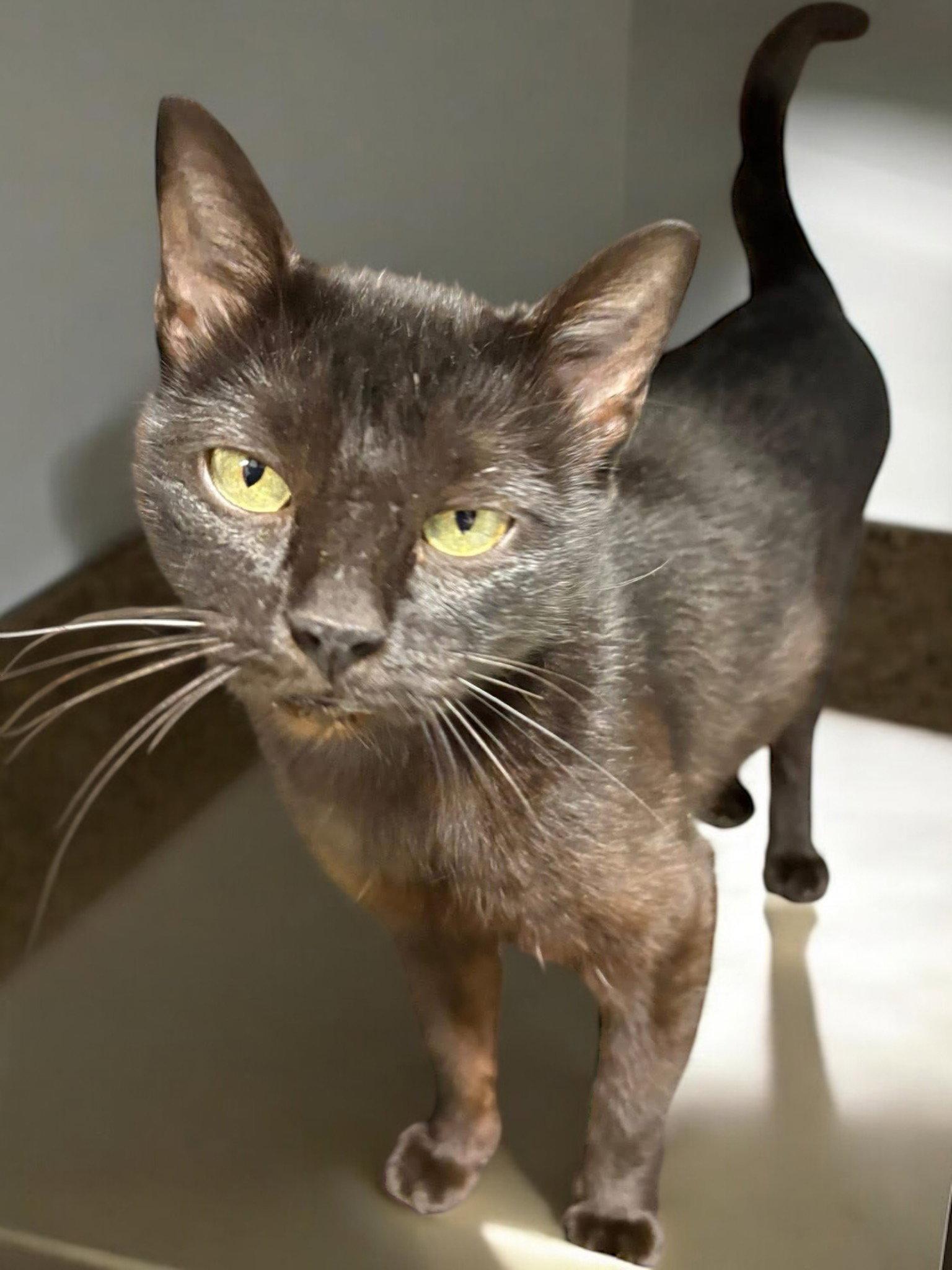 Etta, Adopted, Adult Female Domestic Short Hair.