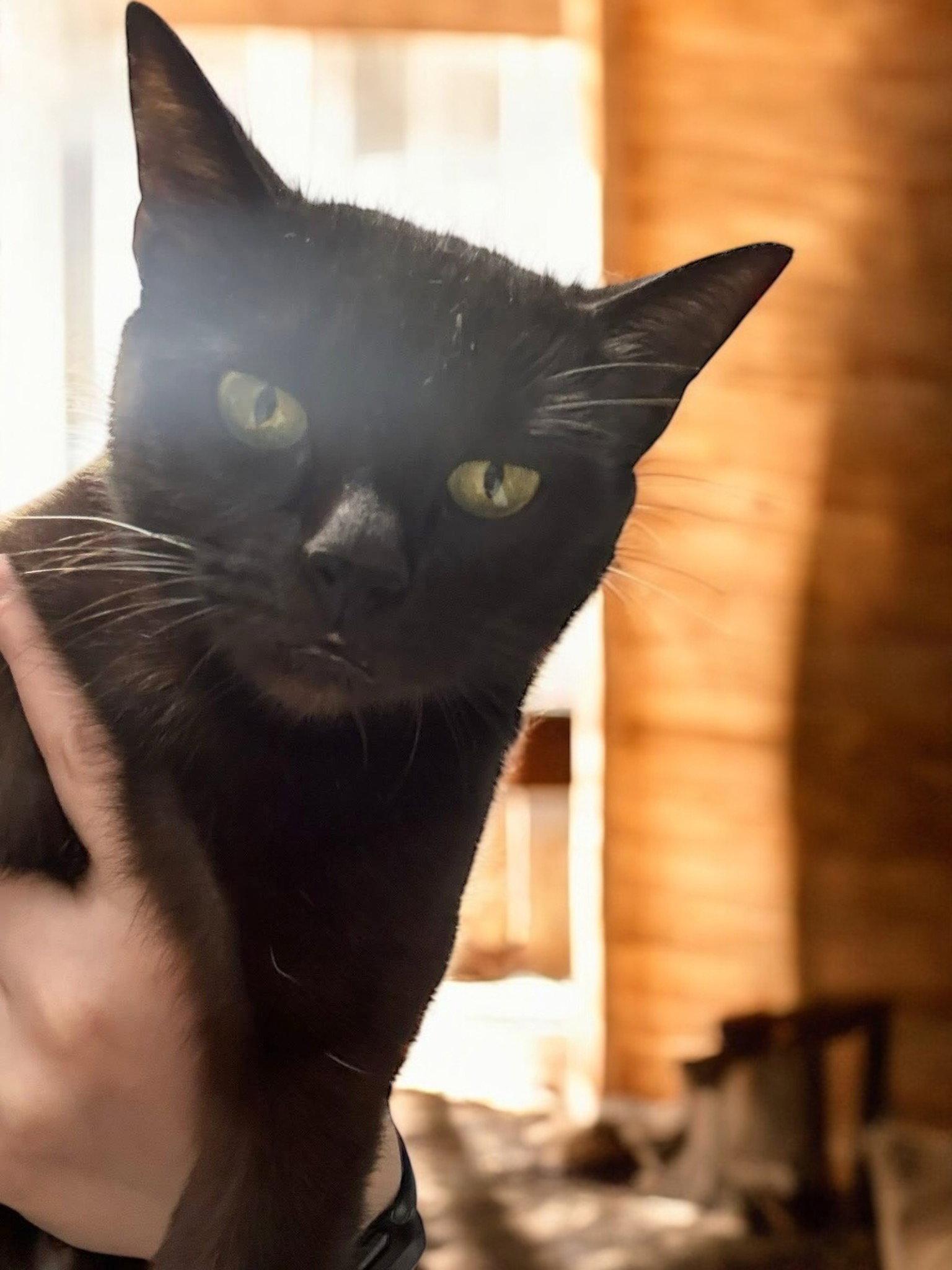 Enlarge Etta, a Adopted Domestic Short Hair in Champaign, IL image 2/2