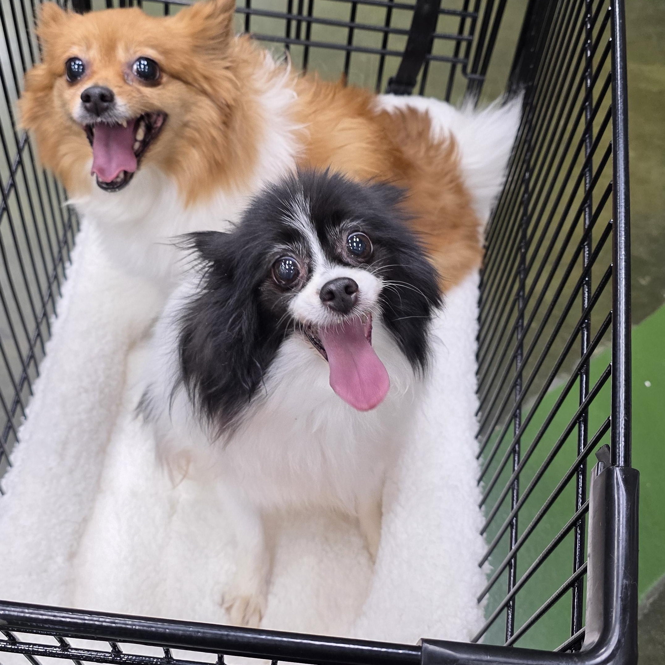 Roxy, Adoptable, Adult Female Papillon & Pomeranian.
