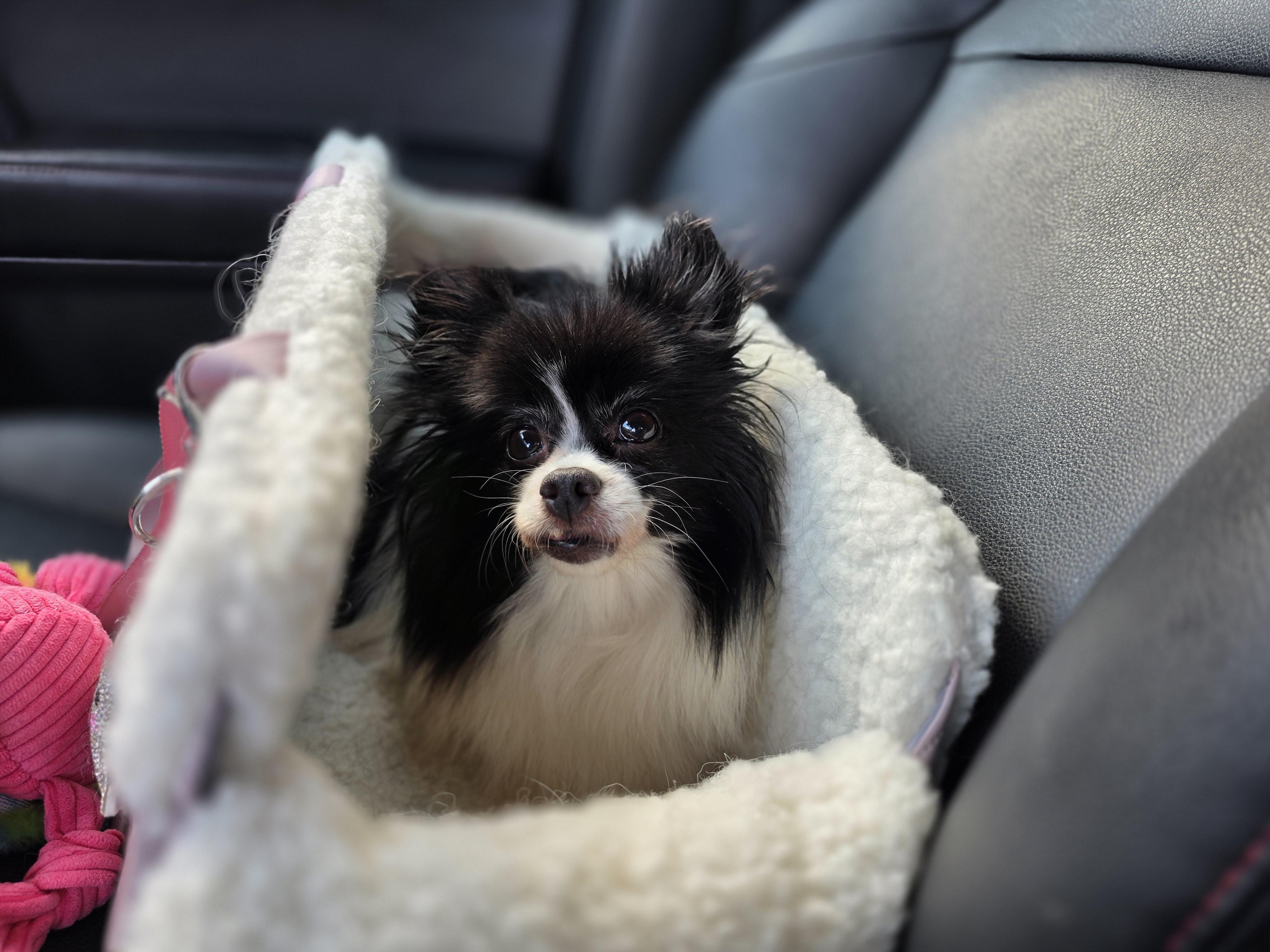 Roxy, a Adoptable mixed breed in Clovis, CA image 2/6