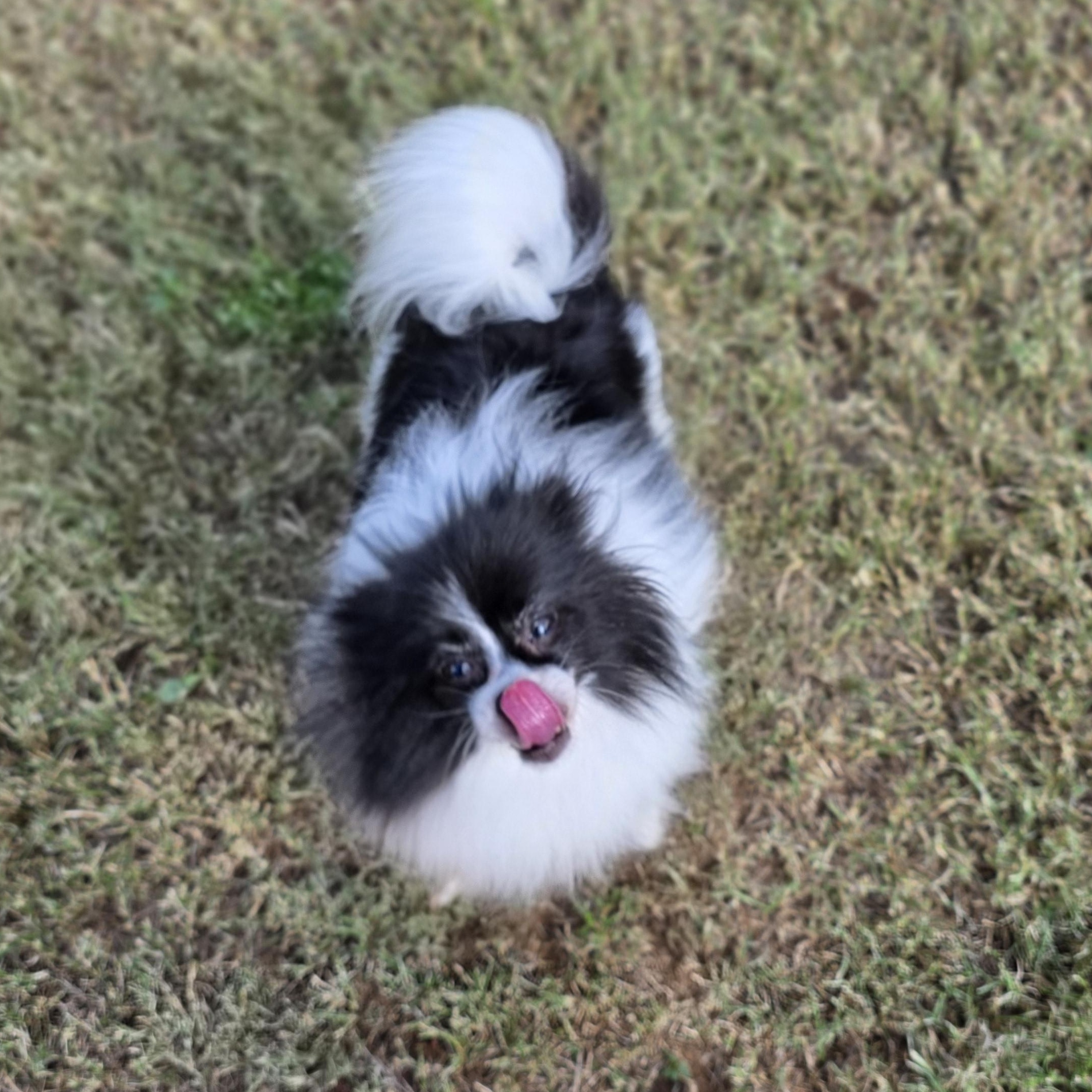 Roxy, an adoptable Papillon, Pomeranian in Clovis, CA, 93612 | Photo Image 6