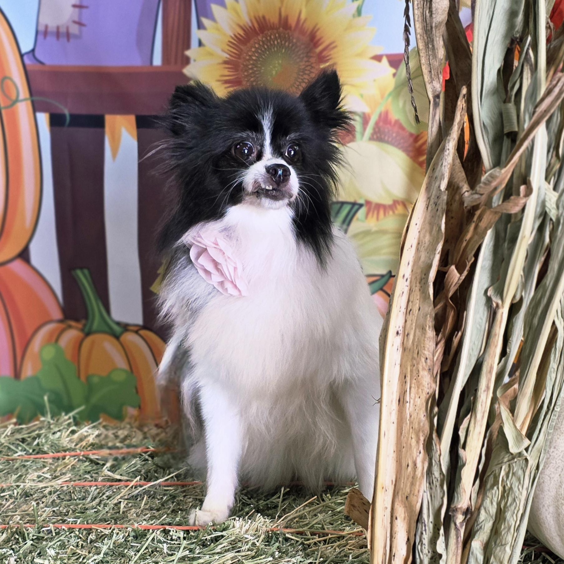 Roxy, a Adoptable mixed breed in Clovis, CA image 4/6