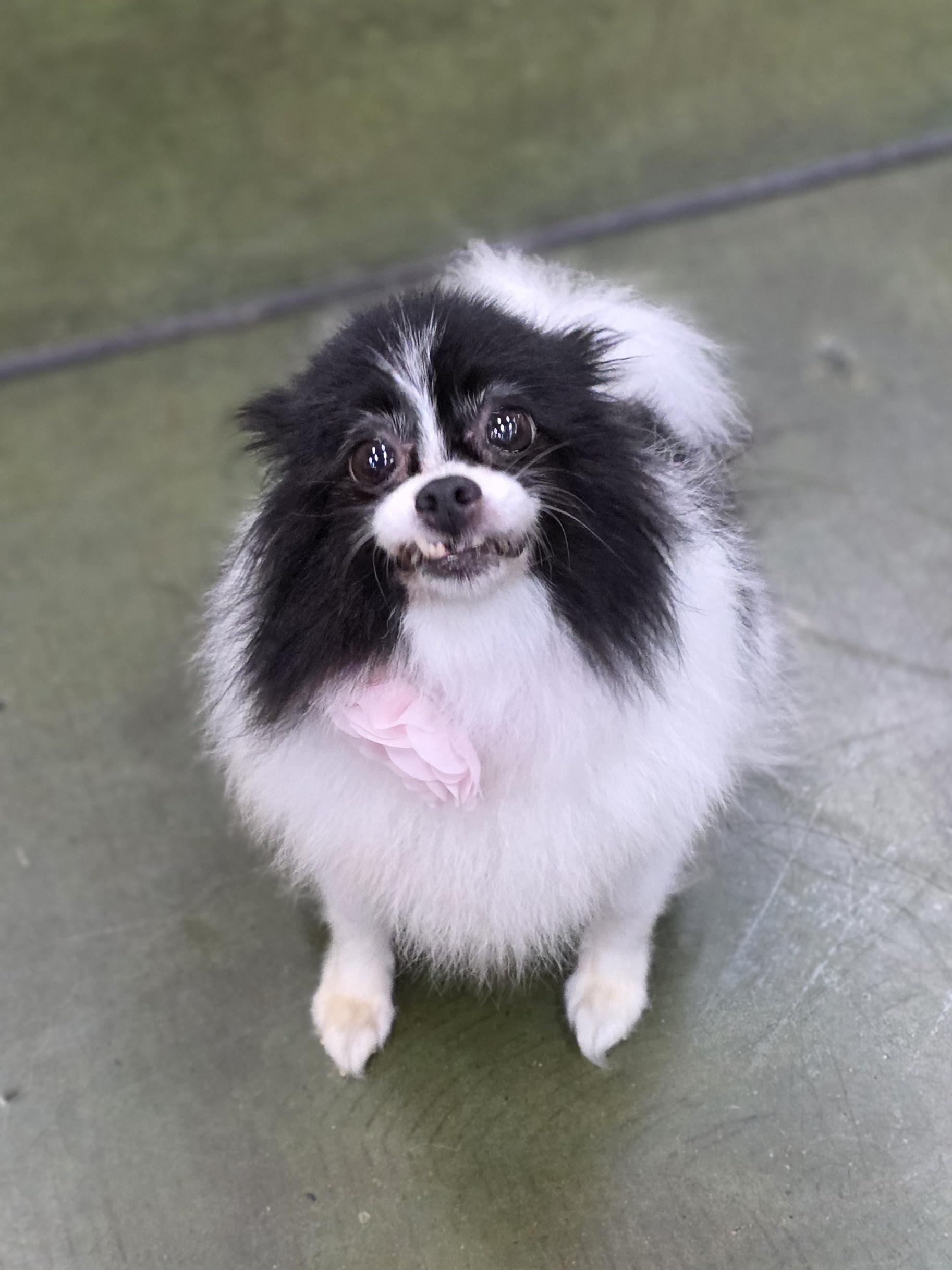 Roxy, an adoptable Papillon, Pomeranian in Clovis, CA, 93612 | Photo Image 3