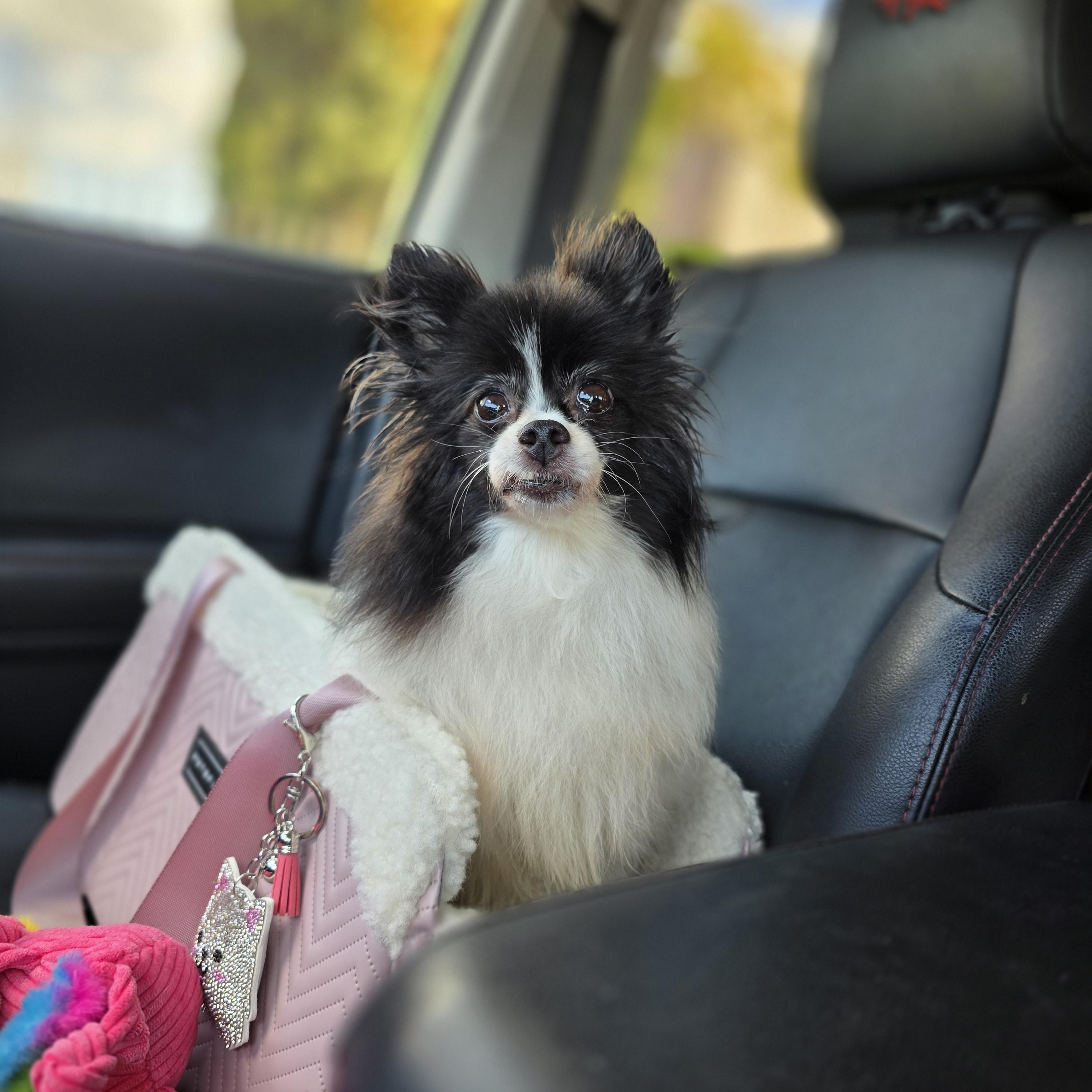 Roxy, an adoptable Papillon, Pomeranian in Clovis, CA, 93612 | Photo Image 4