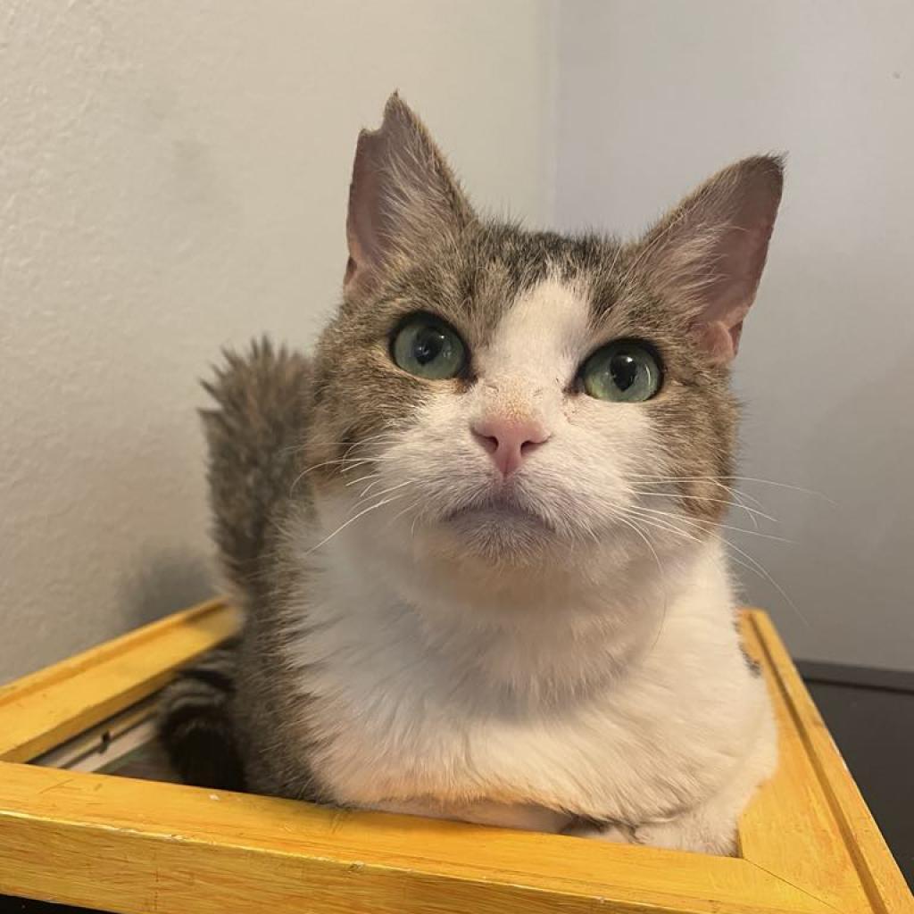 Willow Carter, a Adoptable Domestic Short Hair in Eagle Mountain, UT image 1/3