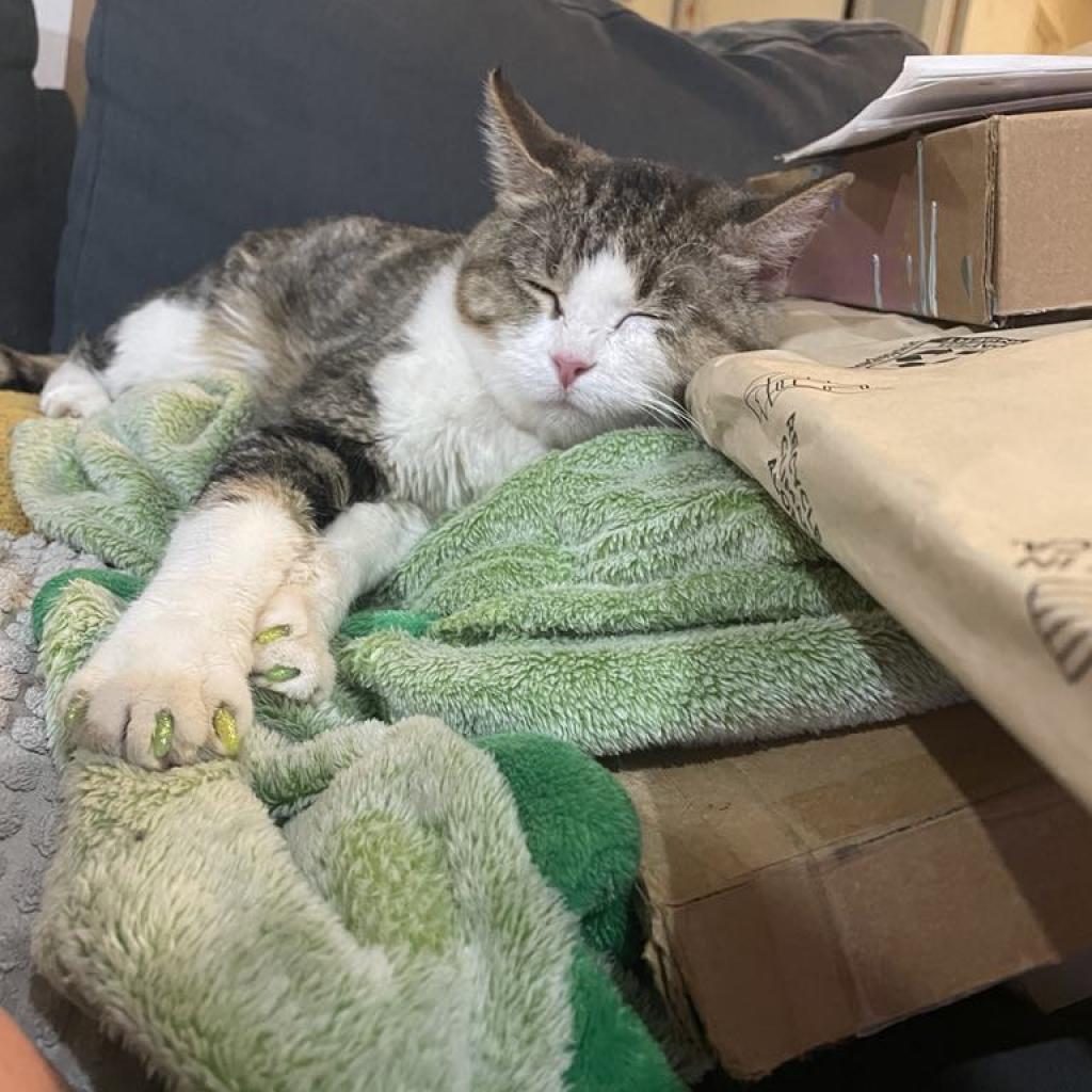 Willow Carter, a Adoptable Domestic Short Hair in Eagle Mountain, UT image 3/3