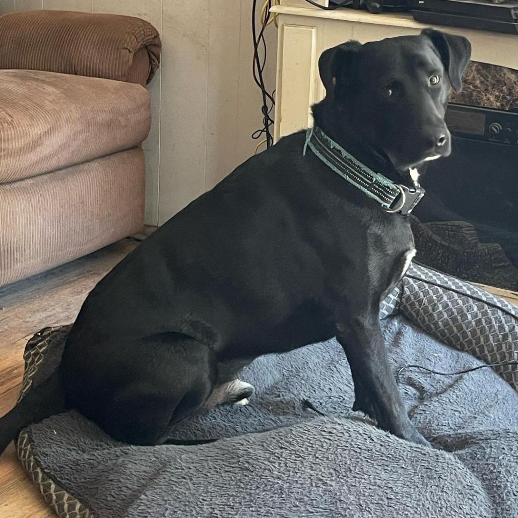 Conor (Courtesy Post), Adoptable, Adult Male Black Labrador Retriever.