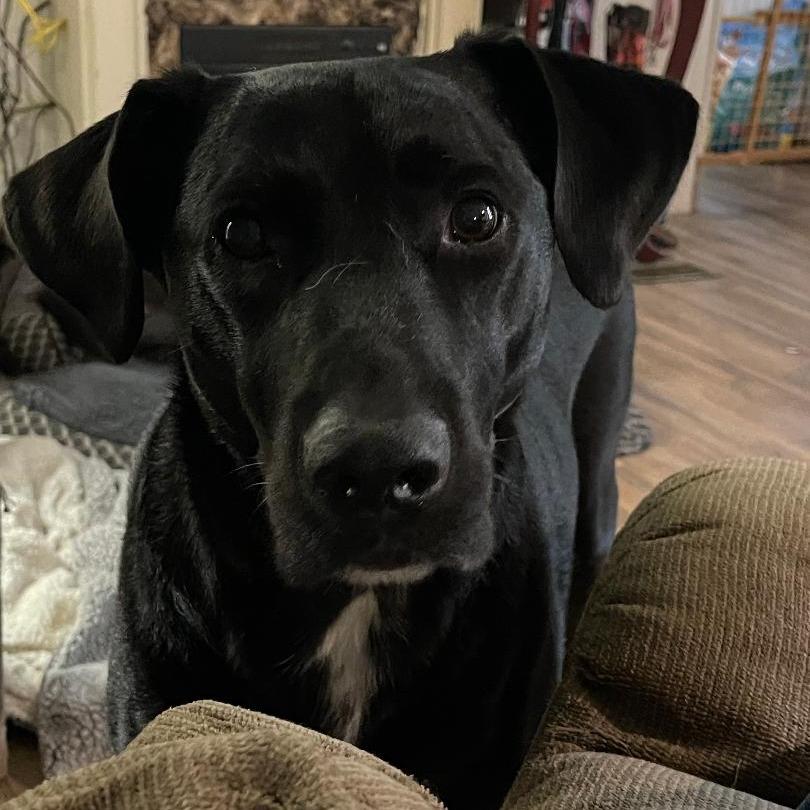 Enlarge Conor (Courtesy Post), a Adoptable Black Labrador Retriever in Newport, NC image 2/3