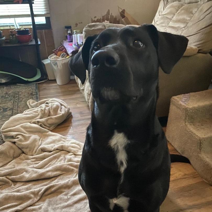Enlarge Conor (Courtesy Post), a Adoptable Black Labrador Retriever in Newport, NC image 3/3