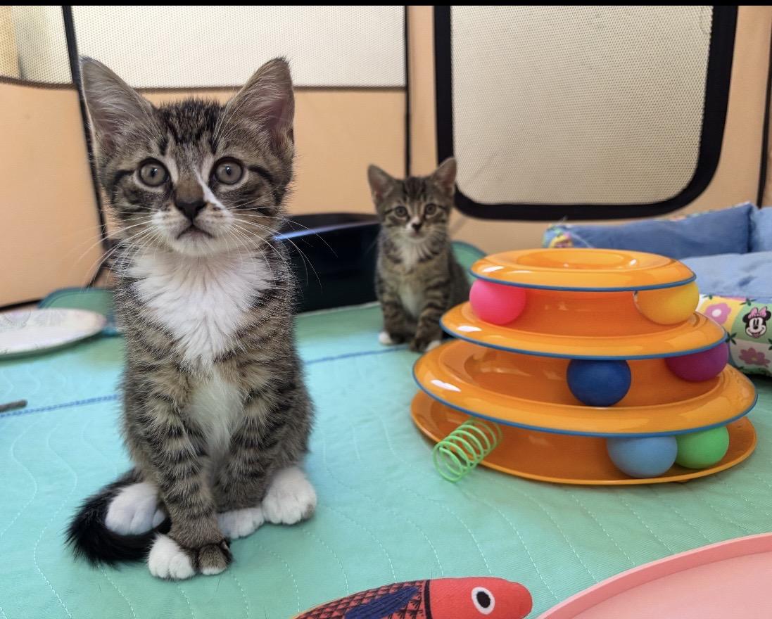 Enlarge Jalopeno & Habanero, a Adoptable mixed breed in Allentown, NJ image 6/6