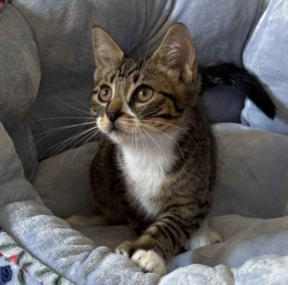Enlarge Jalopeno & Habanero, a Adoptable mixed breed in Allentown, NJ image 4/6