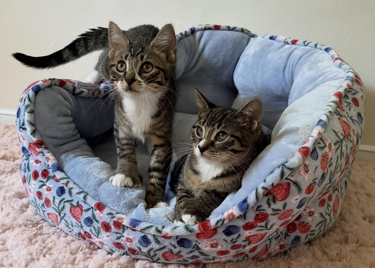 Enlarge Jalopeno & Habanero, a Adoptable mixed breed in Allentown, NJ image 5/6