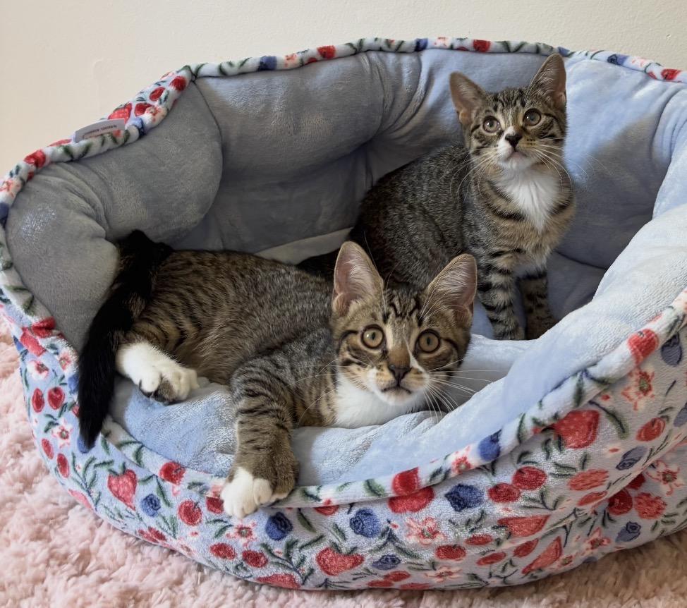 Enlarge Jalopeno & Habanero, a Adoptable mixed breed in Allentown, NJ image 1/6