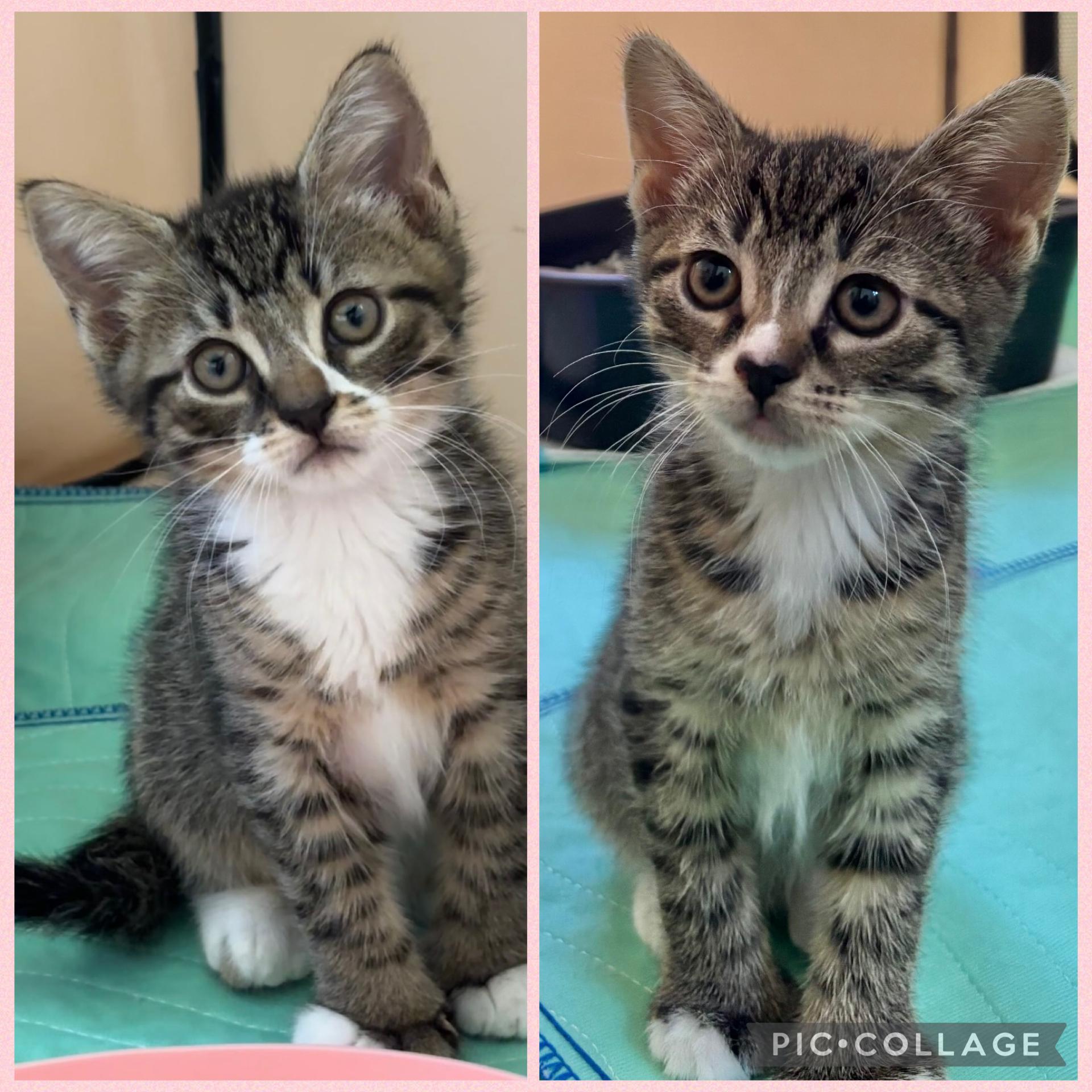Enlarge Jalopeno & Habanero, a Adoptable mixed breed in Allentown, NJ image 2/6