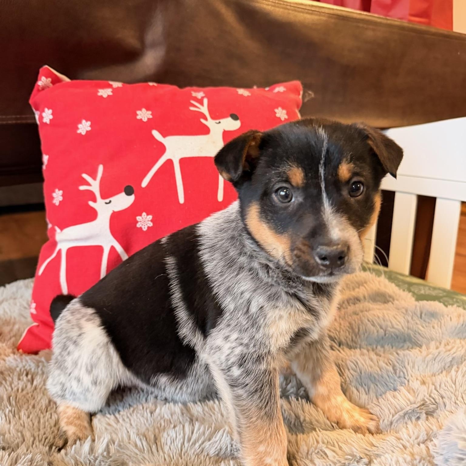 Enlarge Draco, a ADOPTABLE mixed breed in North Freedom, WI image 1/4