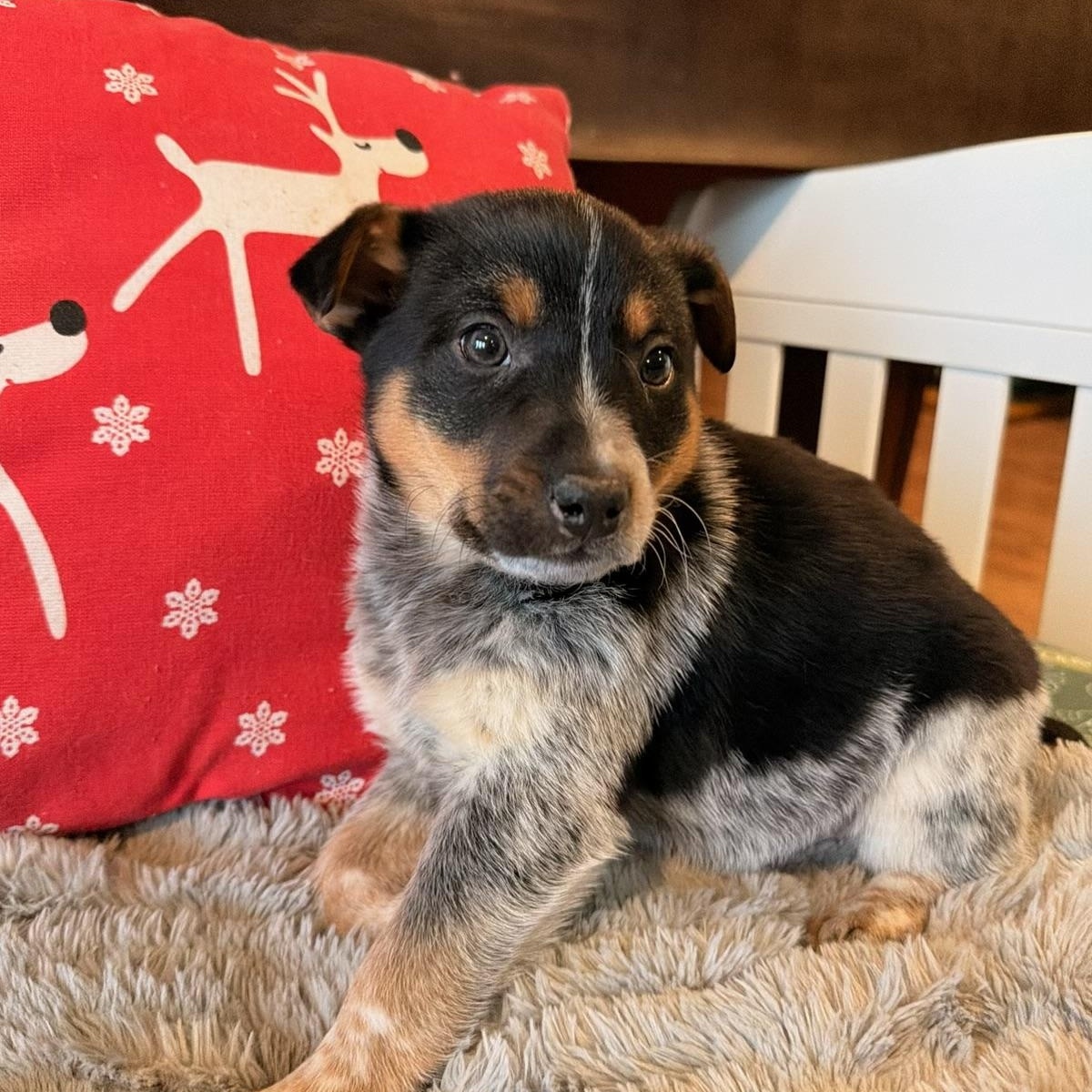 Enlarge Draco, a ADOPTABLE mixed breed in North Freedom, WI image 3/4