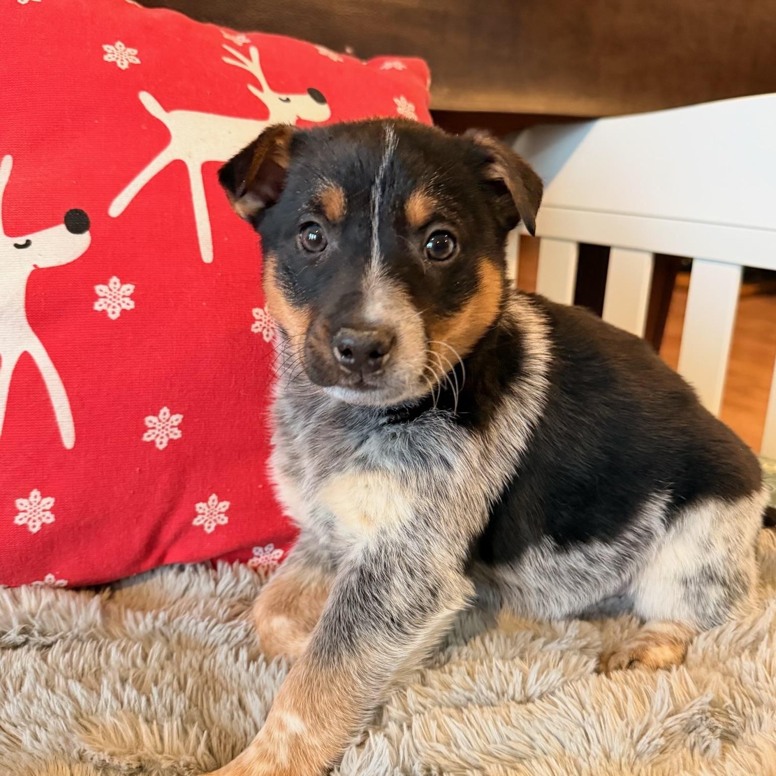 Enlarge Draco, a ADOPTABLE mixed breed in North Freedom, WI image 4/4