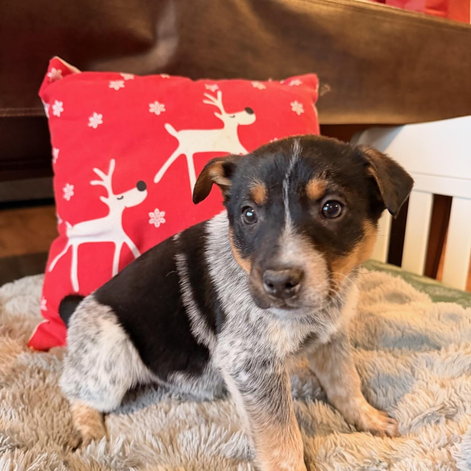 Enlarge Draco, a ADOPTABLE mixed breed in North Freedom, WI image 2/4