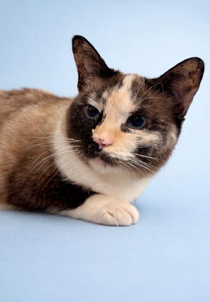 Enlarge Strawberry Jam (SJ), a Adoptable mixed breed in Rock Springs, WY image 1/2