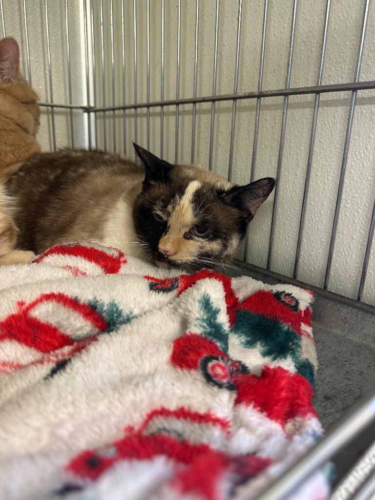 Enlarge Strawberry Jam (SJ), a Adoptable mixed breed in Rock Springs, WY image 2/2