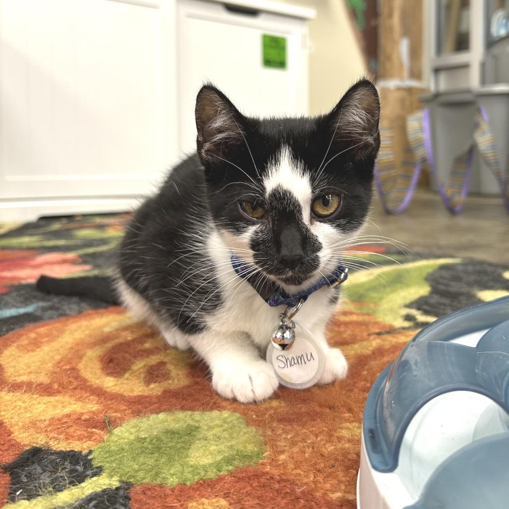 Enlarge Shamu, a Adoptable Domestic Short Hair in Huntsville, AL image 1/4