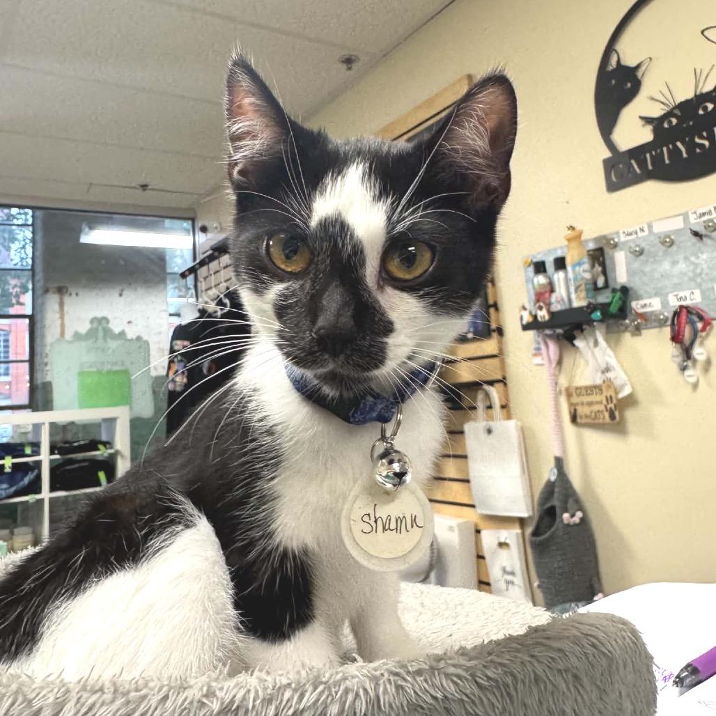 Enlarge Shamu, a Adoptable Domestic Short Hair in Huntsville, AL image 2/4