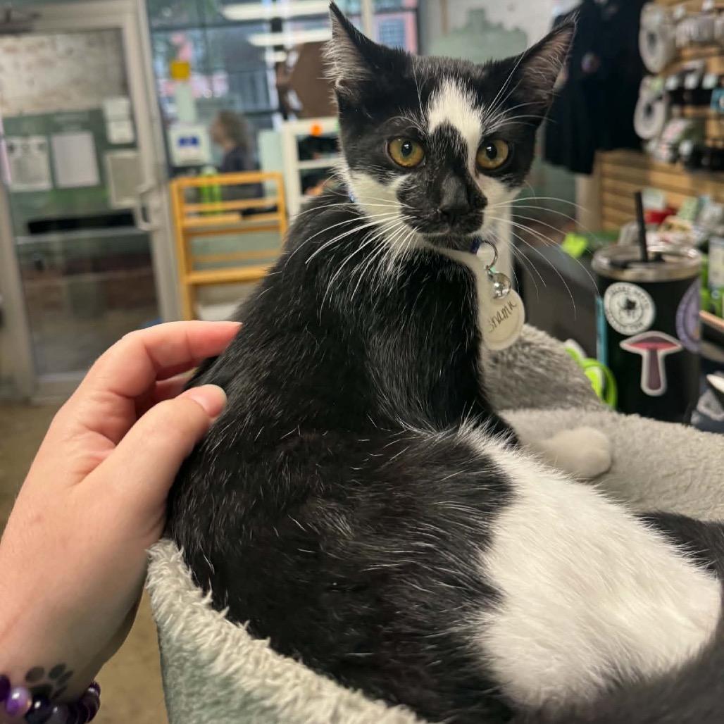 Enlarge Shamu, a Adoptable Domestic Short Hair in Huntsville, AL image 3/4