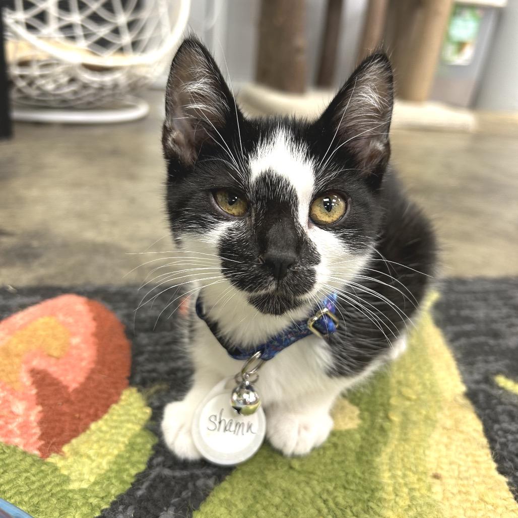 Enlarge Shamu, a Adoptable Domestic Short Hair in Huntsville, AL image 4/4