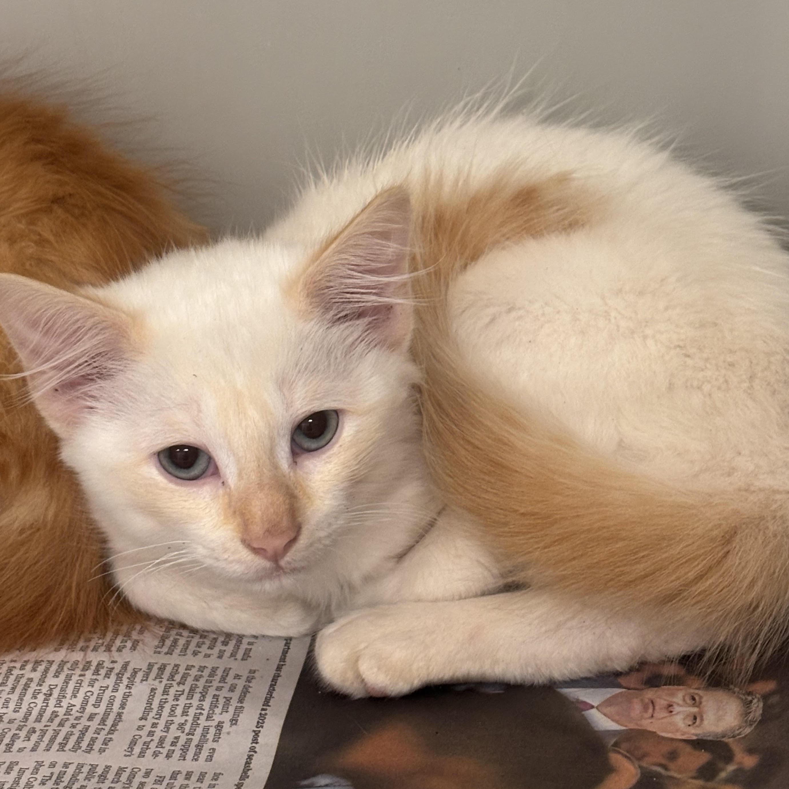 Enlarge Angel, an adopted Domestic Medium Hair in Stafford, VA image 2/2