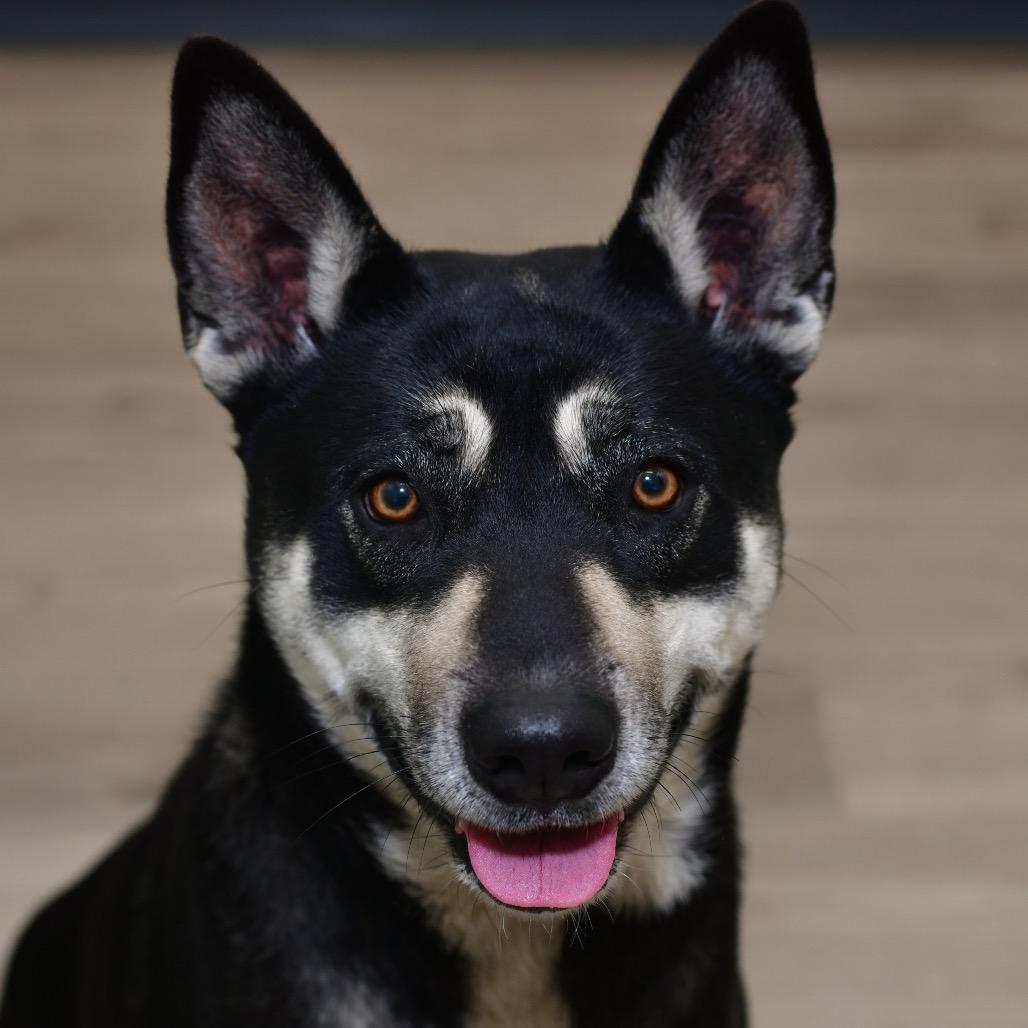 Mischief, Adoptable, Adult Female Mixed Breed.