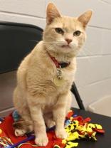 Enlarge Tiffani, a ADOPTABLE mixed breed in Lansing, MI image 4/4